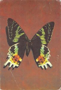 BR71992 butterfly papillon romania targu mures   animal animaux