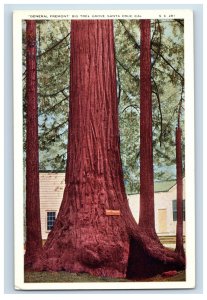 C. 1915-20 General Fremont Big Tree Grove Santa Cruz Cal. Postcard P222E