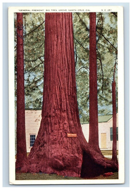 C. 1915-20 General Fremont Big Tree Grove Santa Cruz Cal. Postcard P222E