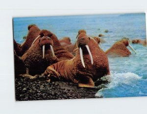 Postcard Walrus in Alaska USA