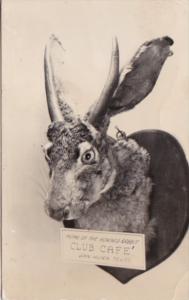 Humour Club Cafe' Home Of The Horned Rabbit Van Horn Texas 1943 Real Photo