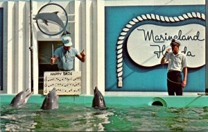 Dolphins Three Porpoises Singing Happy Daze At Marineland Of Florida
