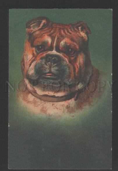 3119271 English BULLDOG Portrait Vintage Color RARE PC