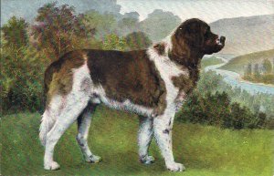 Big Dog, 1910, German Lithograph, St. Bernard? Animal Portrait, Country Scene