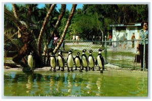 1967 Penguins Crandon Park Zoo Key Biscayne Miami Florida Koppel Color Postcard