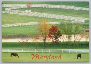 Animal~Thoroughbred Horse Farm~Maryland~Continental Postcard