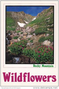 Rocky Mountain Wild Flowers