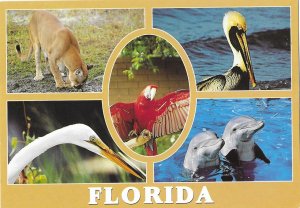 The Birds and Animals of Florida Split View 4 by 6