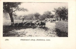 Middlebury Connecticut Whittemores Sheep Vintage Postcard CC4153