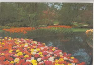 BF30431 keukenhof lisse holland netherland  front/back image