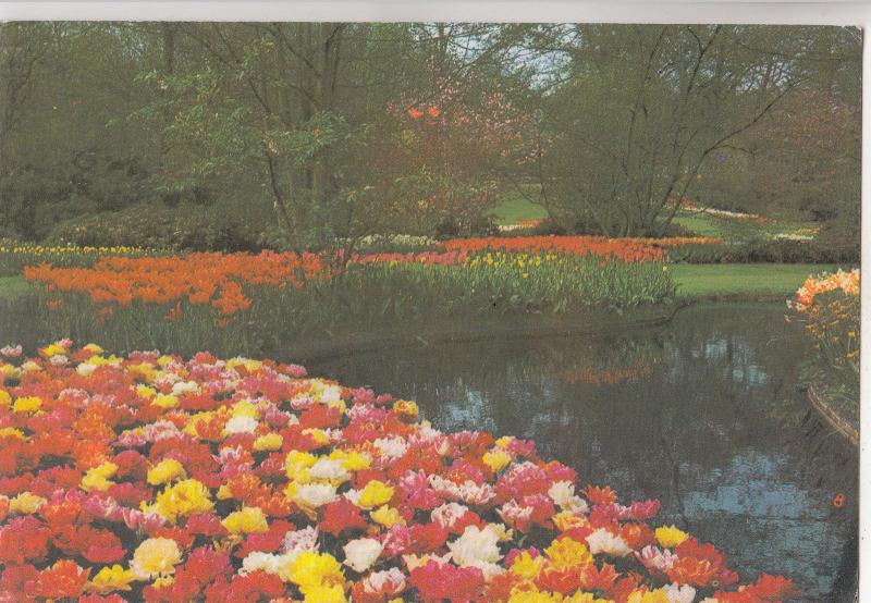 BF30431 keukenhof lisse holland netherland  front/back image