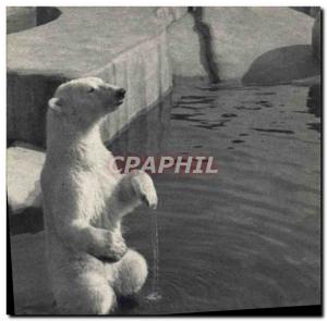 Old Postcard Zoo, Bois de Vincennes Zoo A polar bear