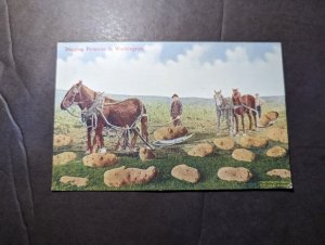 Mint USA Postcard Digging Potatoes in Washington Giant Potatoes and Horses