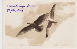 Oregon Oregon Coast Highway Sea Gulls Real Photo