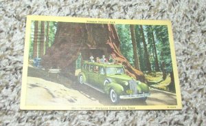 Yosemite National Park Wawona Mariposa Grove Trees Bus Postcard (C10)