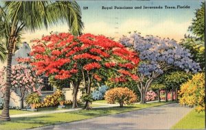 Royal Poinciana Jacaranda Trees Florida Vintage Postcard Standard View Card