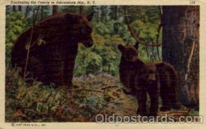 Adirondack, Mts, NY USA Bear Postcard