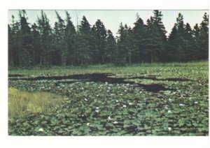 Water Lilies, Red Point Park, Near Souris, PEI, Vintage Chrome Postcard