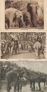 Fine Tuskers Ceylon Indian Elephant Riding 3x Old Postcard s