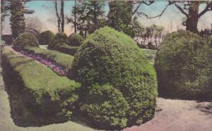 Boxwood Planted By President Monroe Ash Lawn Charlottesville Virginia Handcol...