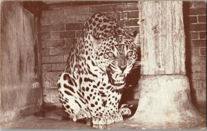 Jaguar, Lincoln Park Zoo Chicago IL Vintage Postcard D55