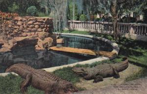 Texas El Paso Alligator Pool San Jacinto Plaza