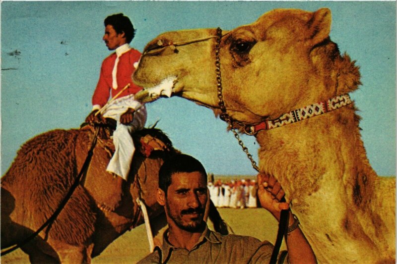 PC CPA SAUDI ARABIA, AFTER THE CAMEL RACE, Modern Postcard (B3794)