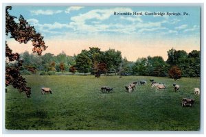 c1920 Riverside Herd Field Cow Exterior Cambridge Springs Pennsylvania Postcard