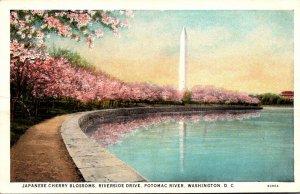 Washington D C Potomac River Cherry Blossoms Along Riverside Drive Cuteich