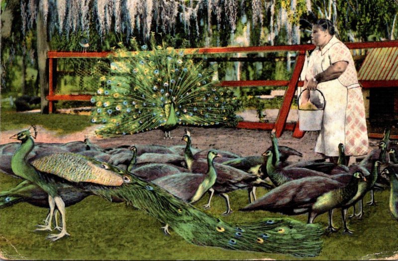 Florida St Petersburg The Peacock Farm Feeding Time 1937