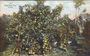 Florida Grapefruit Tree