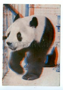 498597 USSR 1967 Moscow Zoo giant panda bamboo Bear An An stereo volumetric