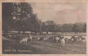 Dyrehaven Denmark Cattle Farm Grazing Postcard