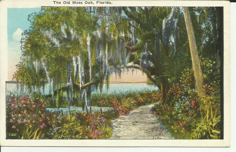 Florida, The Old Moss Oak