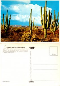 Family Group of Saguaros (10964)