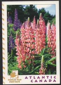 Atlantic Canada Natural Beauty LUPINS Bloom Postcard Postage Paid ~ Cont'l