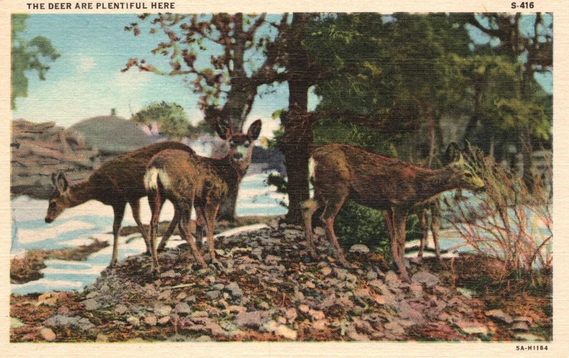 Vintage Postcard 1930's The Deer Are Plentiful Here Animals