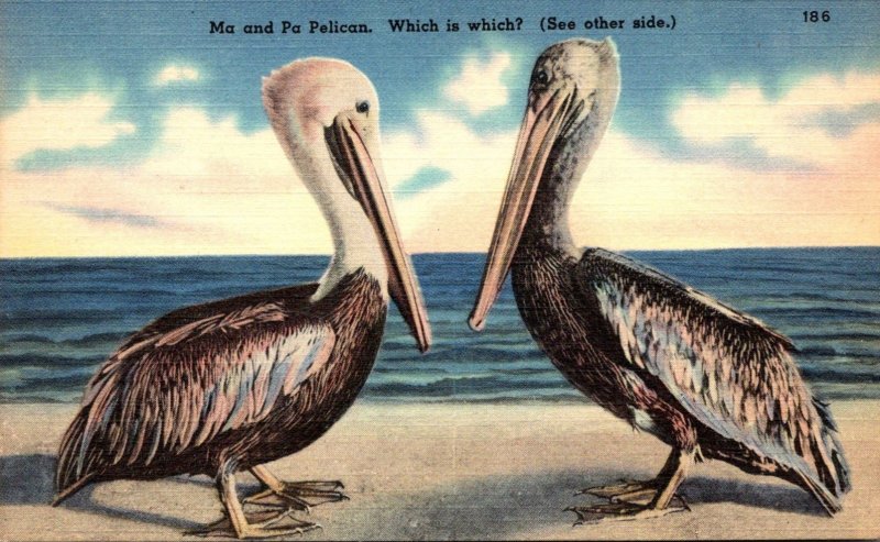 Florida Ma and Pa Pelican Which Is Which