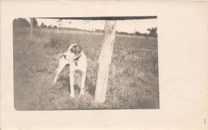 D81/ Dog Pet Animal RPPC Postcard c1910 Dog Fence Post Real Photo 3