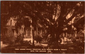 Tree De Soto Made a Treaty with Indians, De Soto Oak Tampa FL Vtg Postcard A73