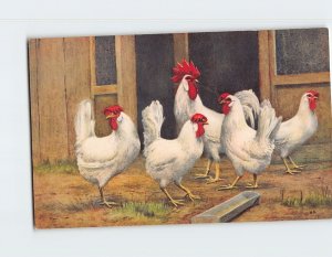 Postcard Five White Chickens Painting