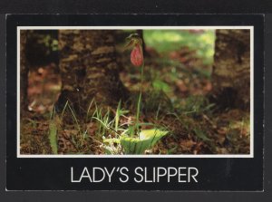 Lady's Slipper (Cyridedium acaute) blooms late May and June ~ Cont'l