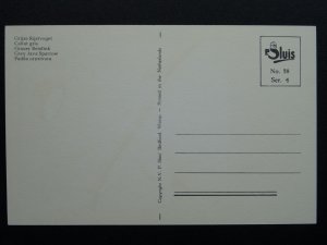 Bird Theme GREY JAVA SPARROW c1950s Postcard by P. Sluis Series 4 No.38