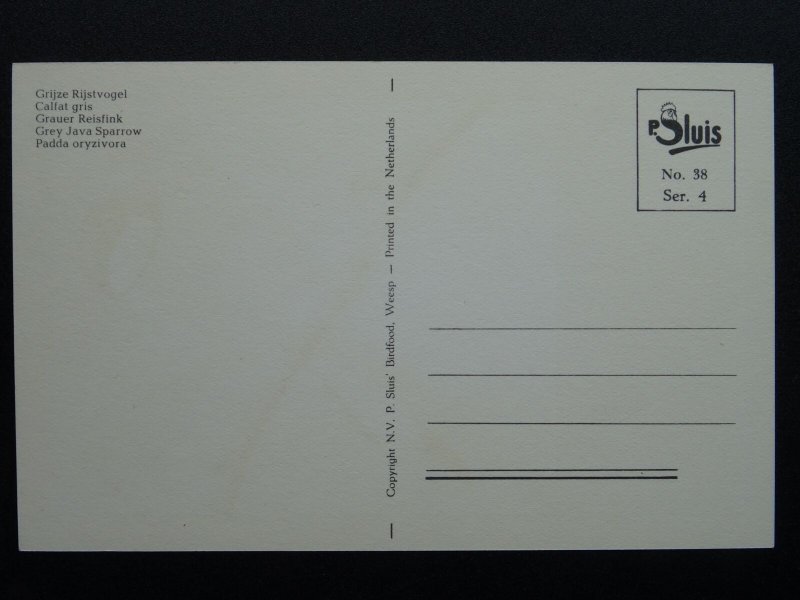 Bird Theme GREY JAVA SPARROW c1950s Postcard by P. Sluis Series 4 No.38