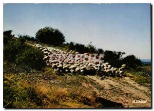 Modern Postcard Auvergne Flock of sheep at pasture