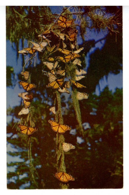 Butterfly Cluster - Monarch Butterflies