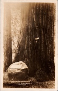 The Gifford Pinchot Tree Mt Tamalpais to Muir Woods California RPPC C088