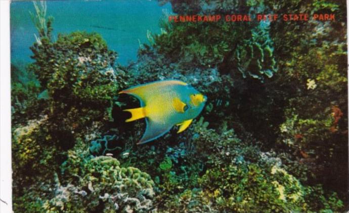 Florida Key Largo Pennekamp Coral Reef State Park In The Florida Keys 1969