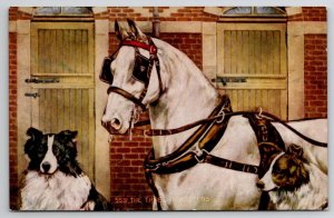 White Horse and Dogs The Three Roadsters Art Postcard D25