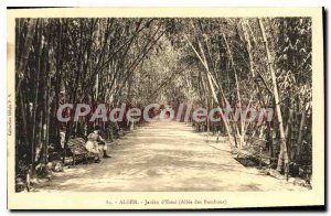 Postcard Old Algiers D'Essai allee Garden Bamboos